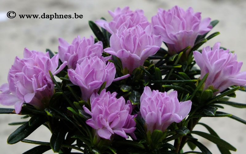 Daphne arbuscula f platyclada
