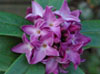 Daphne bhola 'Peter Smithers'